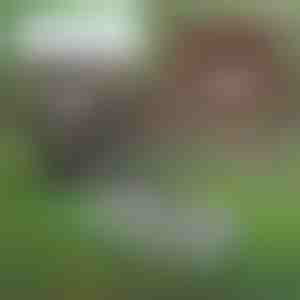 Vagas ravēšanas rīks | PRONGSPRO