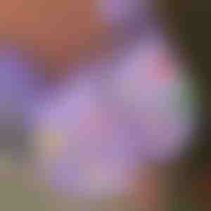 Ziemassvētku tumsā spīdošas apavu piespraudes (7 gab.) | SHINETAGS